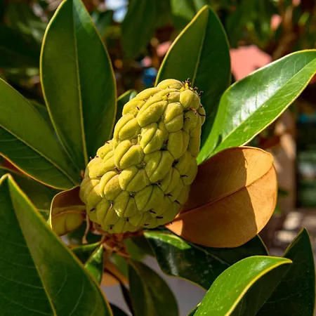 Menada Апартаменты *